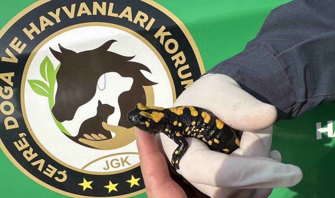Kahramanmaraş'ta "Türk semenderi" olarak bilinen ve nesli tehdit altında olan
