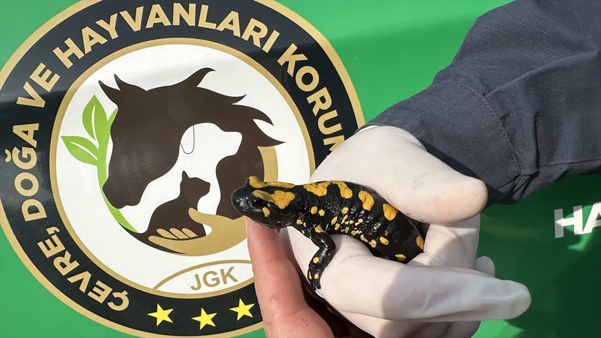 Kahramanmaraş'ta "Türk semenderi" olarak bilinen ve nesli tehdit altında olan