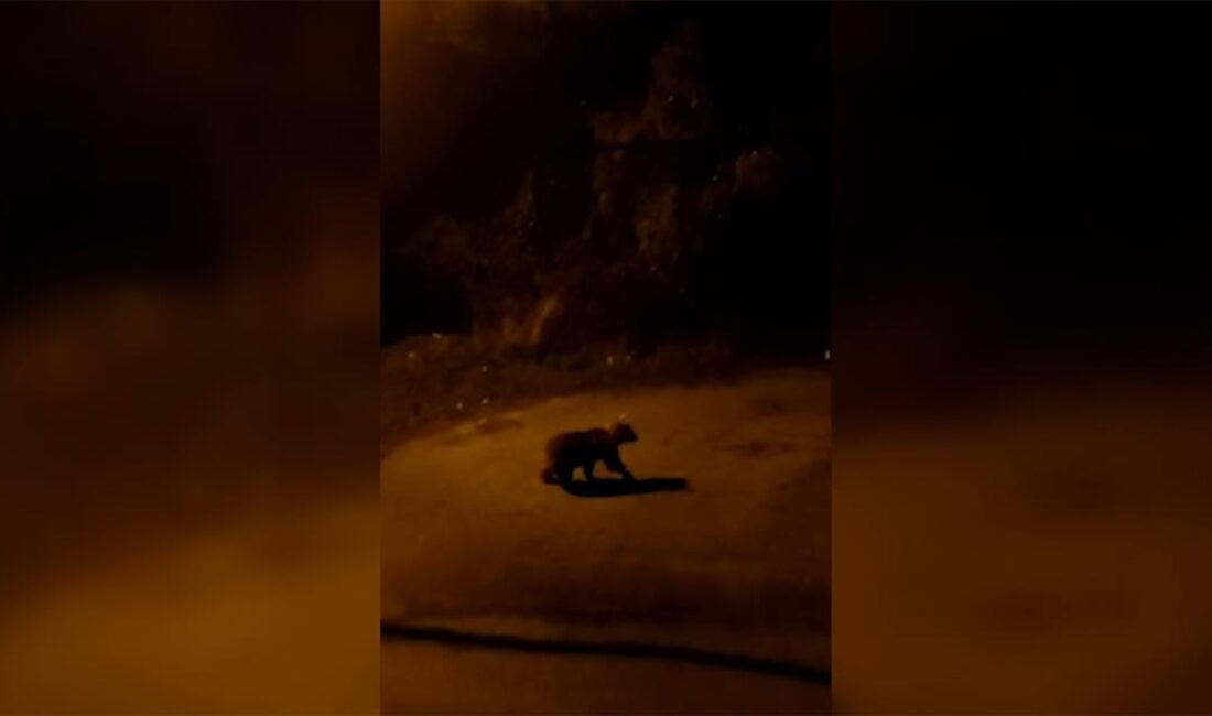 Karabük'ün farklı noktalarında görülen ayı, domuz, tilki ve yaban tavşanı