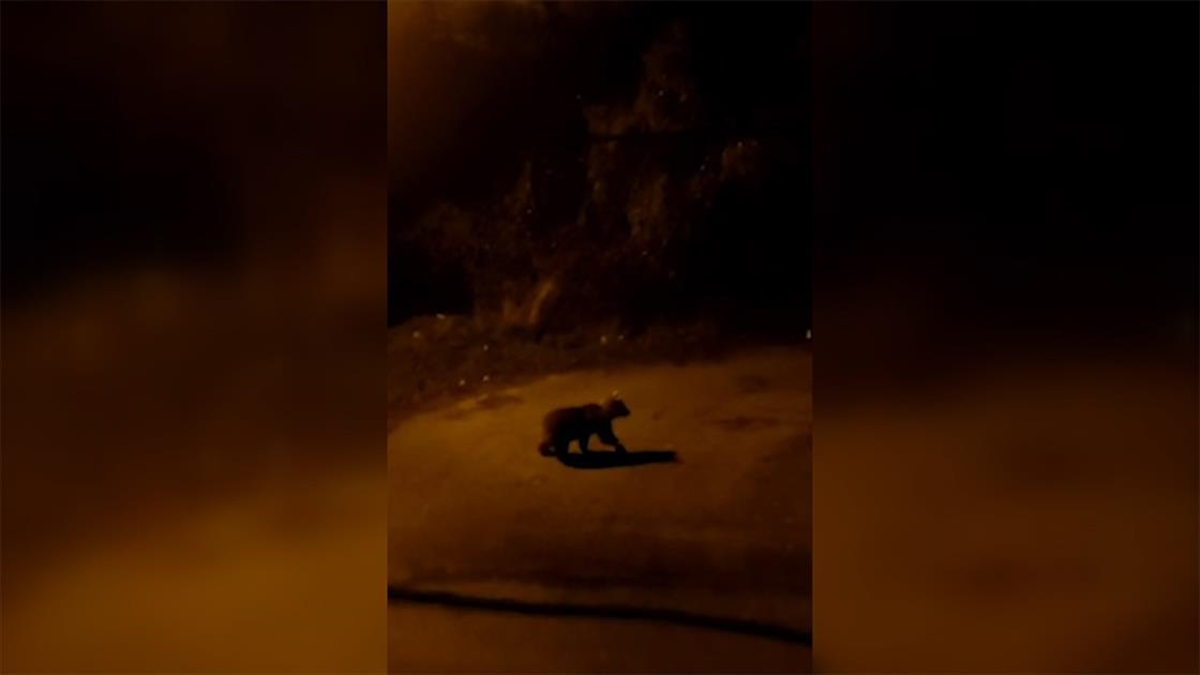 Karabük'ün farklı noktalarında görülen ayı, domuz, tilki ve yaban tavşanı