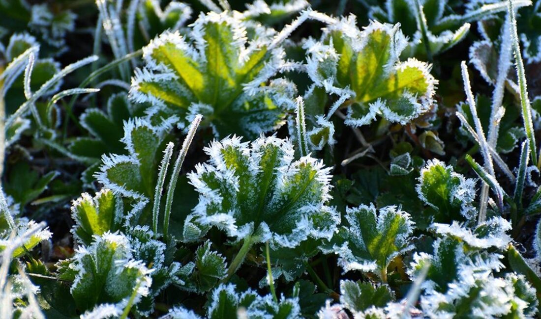 Kars, Ardahan ve Erzurum'da soğuk hava nedeniyle kırağı ve buzlanma