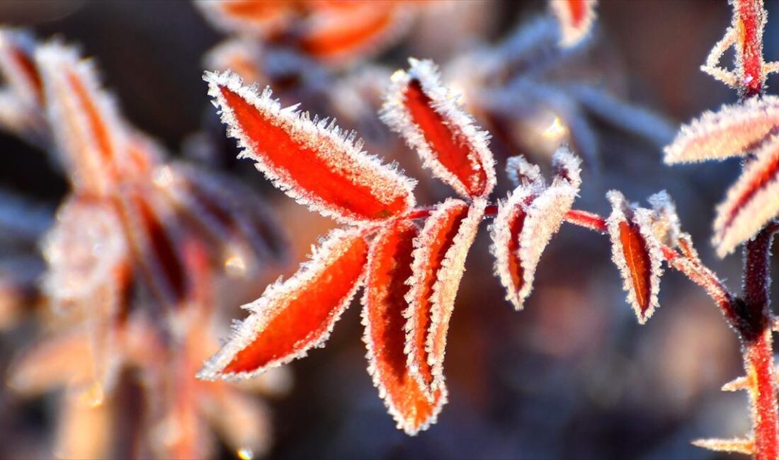 Kars'ın Sarıkamış ilçesinde soğuk hava nedeniyle araçların camları buz tuttu,