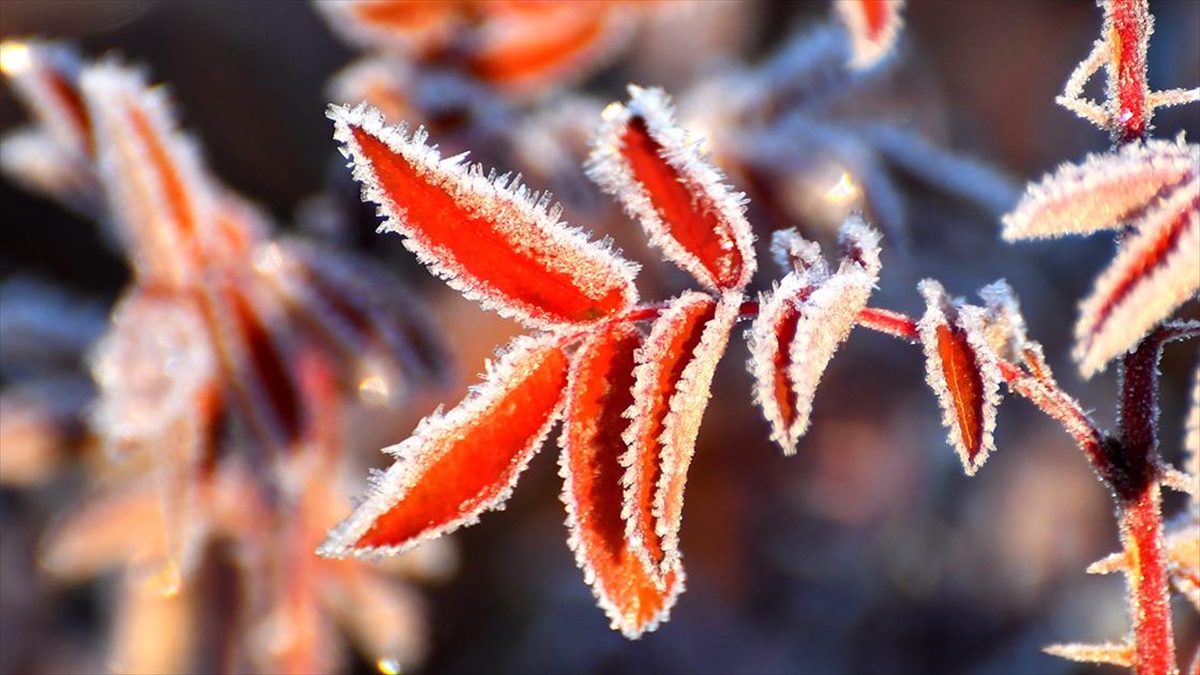 Kars'ın Sarıkamış ilçesinde soğuk hava nedeniyle araçların camları buz tuttu,