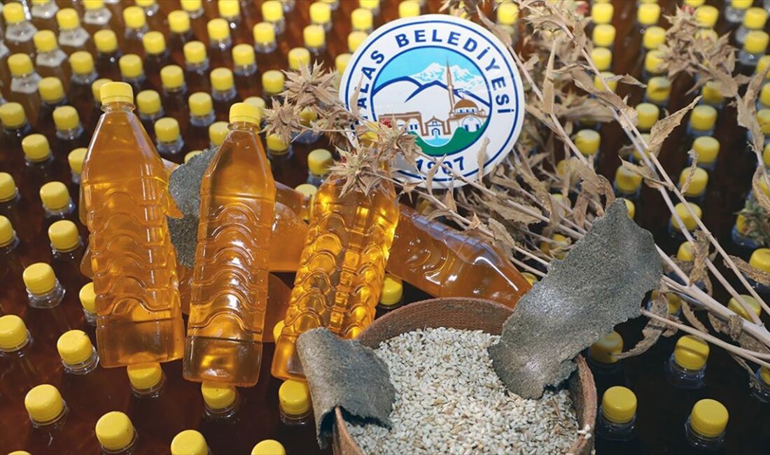 Kayseri Talas Belediyesince ekilen aspirden elde edilen yağın bir kısmı