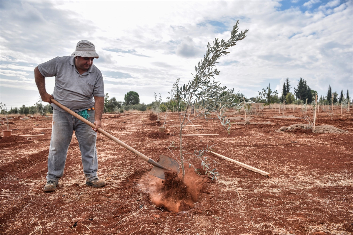 Kepez Belediyesinden zeytin ağacı seferberliği