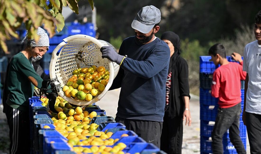 Mandalina üretiminde ilk sıralarda yer alan İzmir'de, rekoltedeki artış üretici