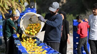 Mandalina üretiminde ilk sıralarda yer alan İzmir'de, rekoltedeki artış üretici