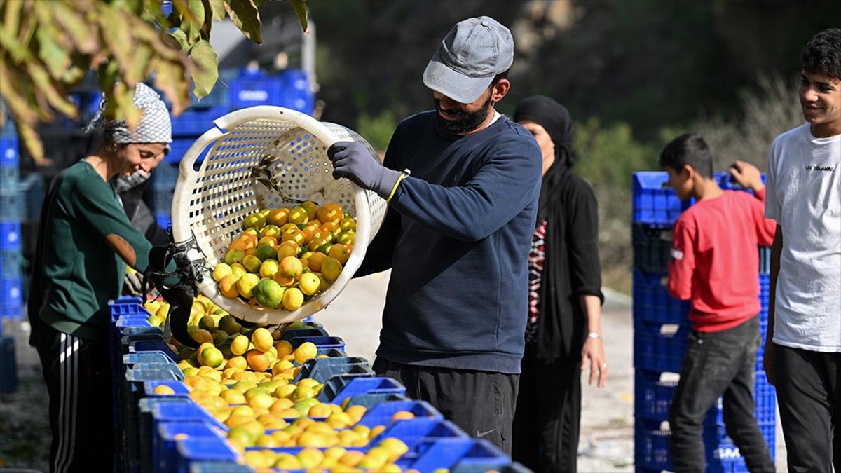 Mandalina üretiminde ilk sıralarda yer alan İzmir'de, rekoltedeki artış üretici