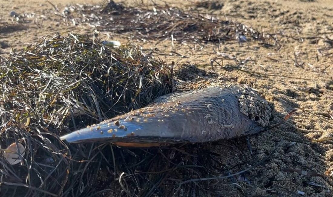 Marmara Denizi'nde geçen hafta sonunda etkili olan fırtına nedeniyle ölen