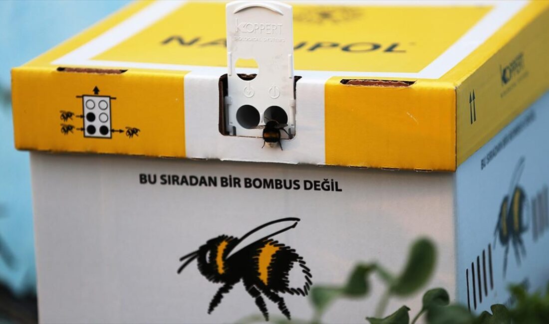 Mavi renkli seralarda bombus arılarıyla verimin arttırılması amaçlanıyor Alanya Alaaddin Keykubat Üniversitesi (ALKÜ) Biyosistem Mühendisliği Bölümünce hayata geçirilen