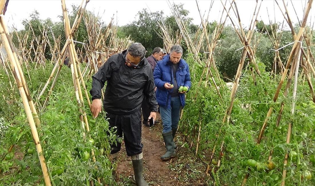 Mersin'de etkili olan dolu, tarım ürünlerine zarar verdi Mersin'in Erdemli ilçesinde etkili olan dolu nedeniyle ilk belirlemelere göre