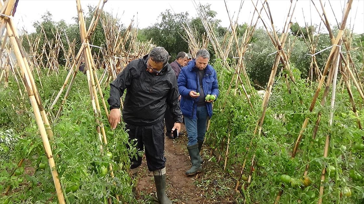 Mersin'in Erdemli ilçesinde etkili olan dolu nedeniyle ilk belirlemelere göre