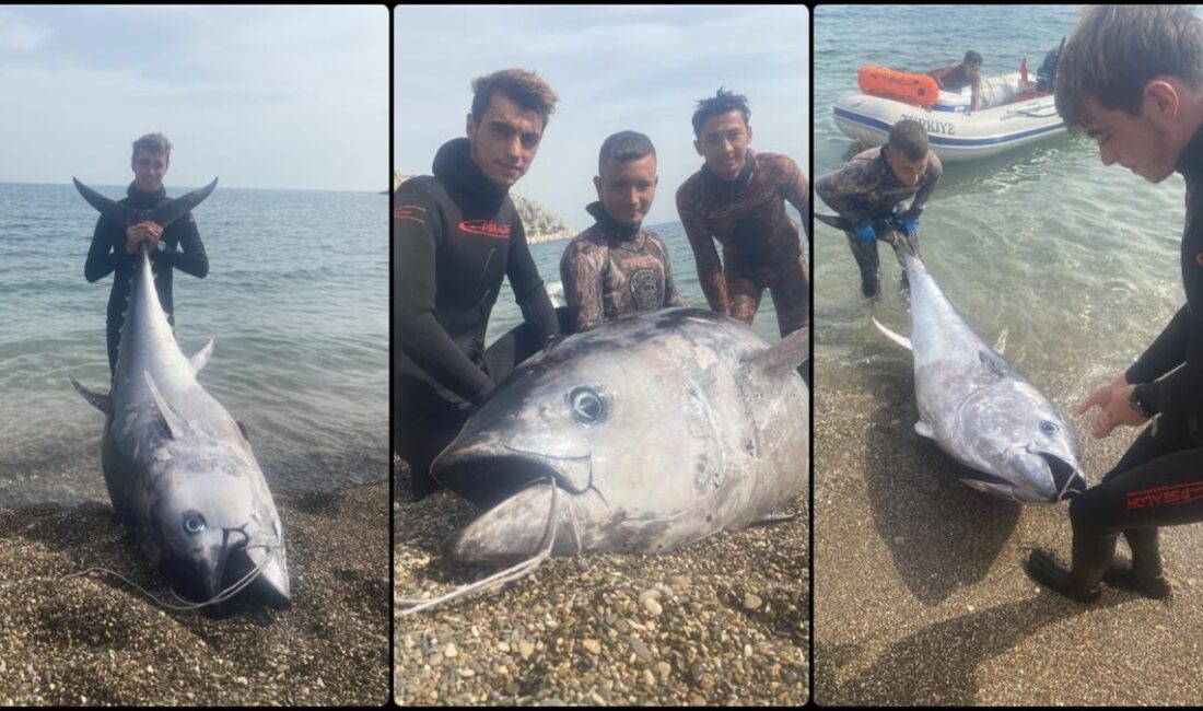 Mersin'in Silifke ilçesinde, zıpkınla 150 kilogramlık orkinos balığı avlandı.