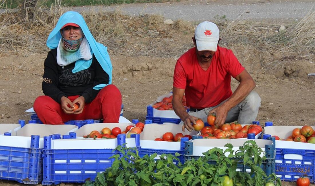 Muğla'nın Datça ilçesinde, ürün veren güz domatesinin hasadına başlandı.