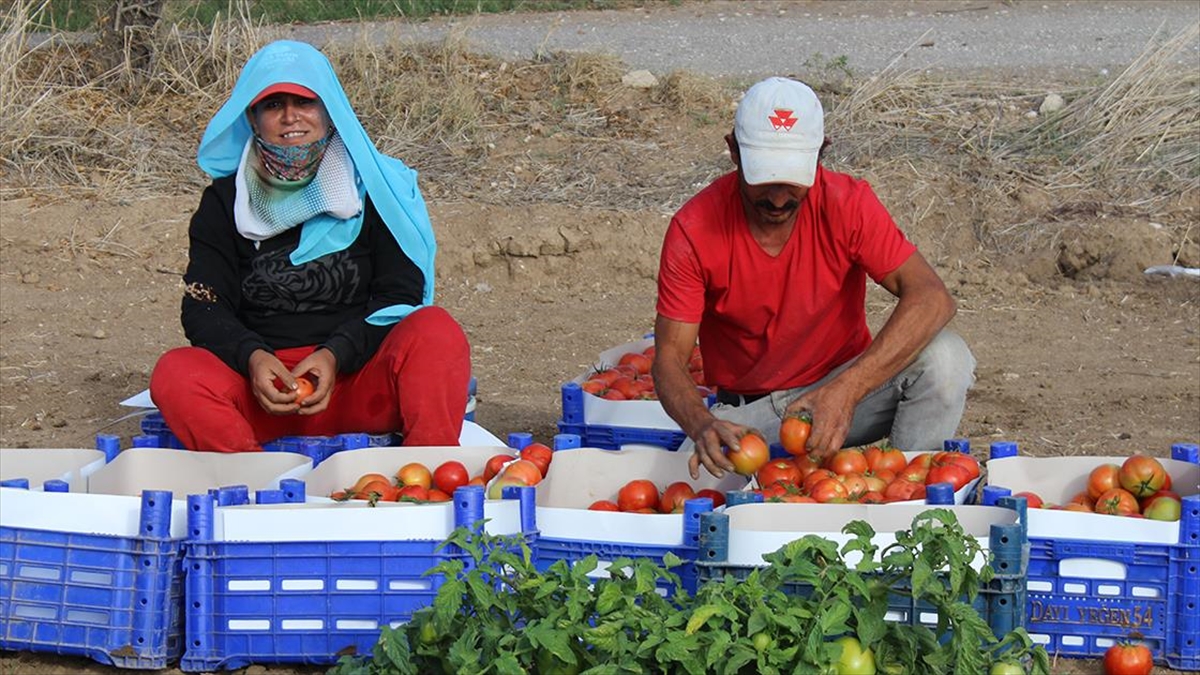 Muğla'nın Datça ilçesinde, ürün veren güz domatesinin hasadına başlandı.