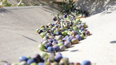 Muğla'da asırlardır sofraların vazgeçilmezi zeytin ve zeytinyağı, 40 binden fazla