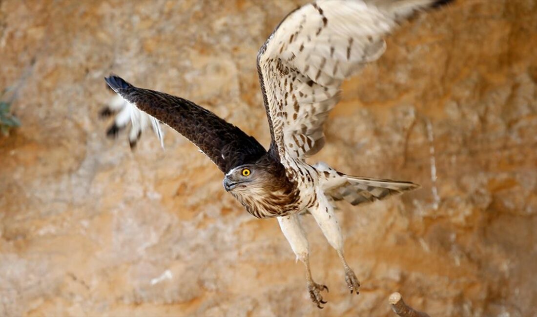 Antalya'da doğada yaralı halde bulunan nesli tükenme tehlikesi altındaki yılan