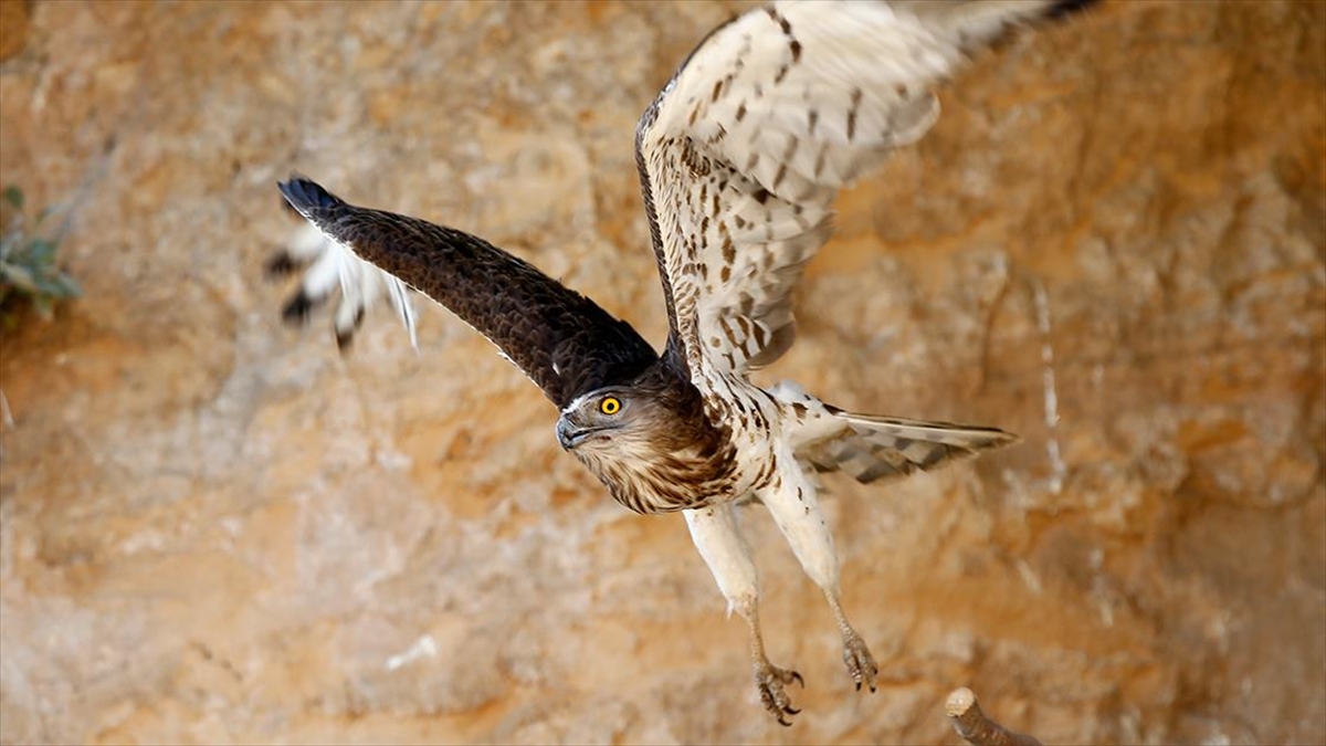 Antalya'da doğada yaralı halde bulunan nesli tükenme tehlikesi altındaki yılan