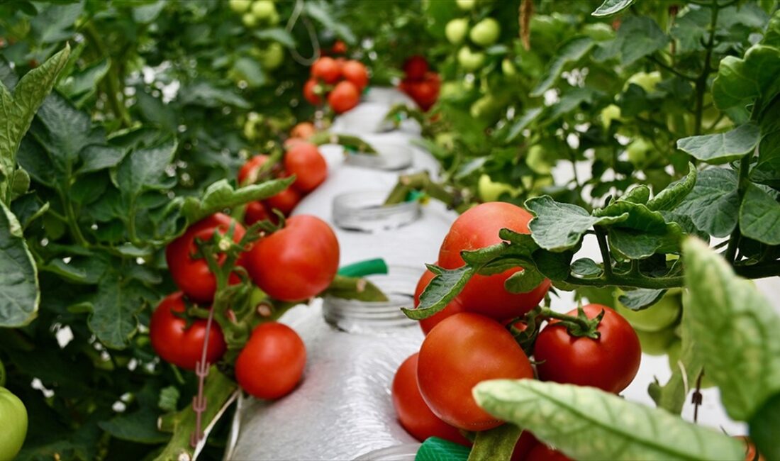 Tarım ve Orman Bakanlığı, organik ve iyi tarım uygulamaları kapsamında