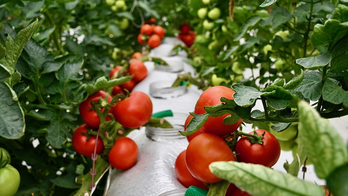 Tarım ve Orman Bakanlığı, organik ve iyi tarım uygulamaları kapsamında