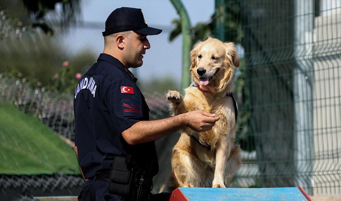Antalya İl Jandarma Komutanlığının yangın tespit köpeği "Şans", ormanlar başta
