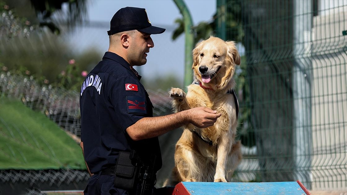 Antalya İl Jandarma Komutanlığının yangın tespit köpeği "Şans", ormanlar başta