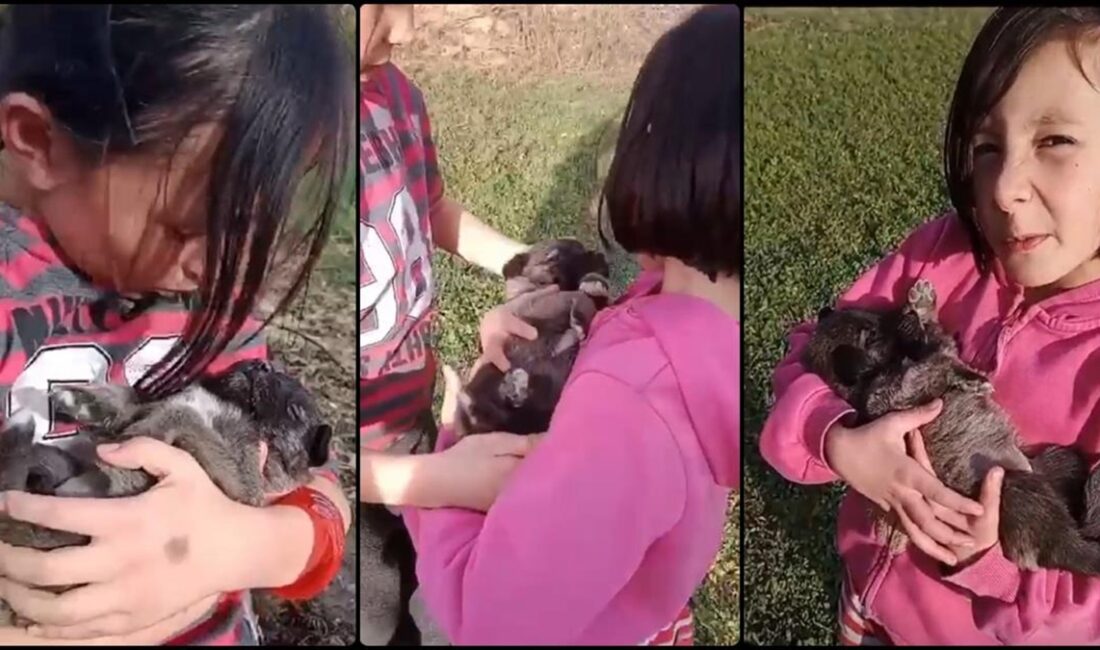 Sivas'ın Yıldızeli ilçesinde minik ikiz kız kardeşler, inek otlatırken buldukları