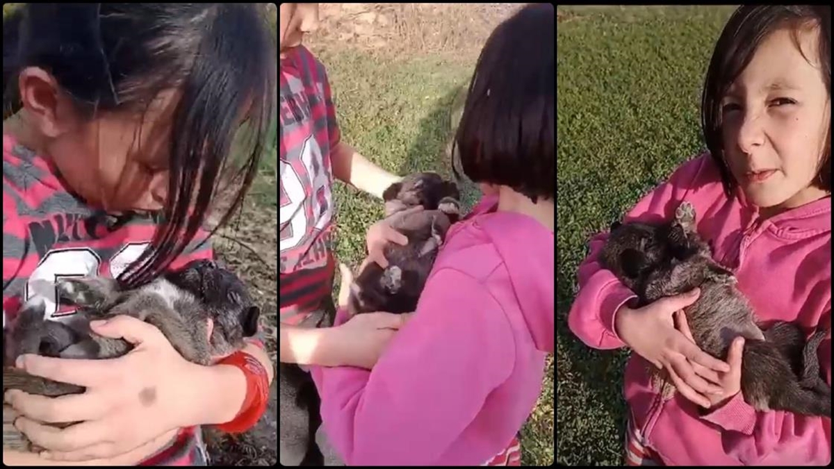Sivas'ın Yıldızeli ilçesinde minik ikiz kız kardeşler, inek otlatırken buldukları