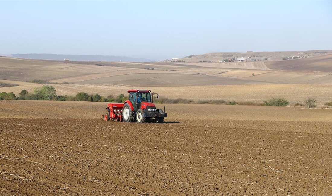 Tekirdağ'da çiftçiler, beklenen yağışların düşmesinin ardından tarlalarına buğday tohumlarını ekiyor.
