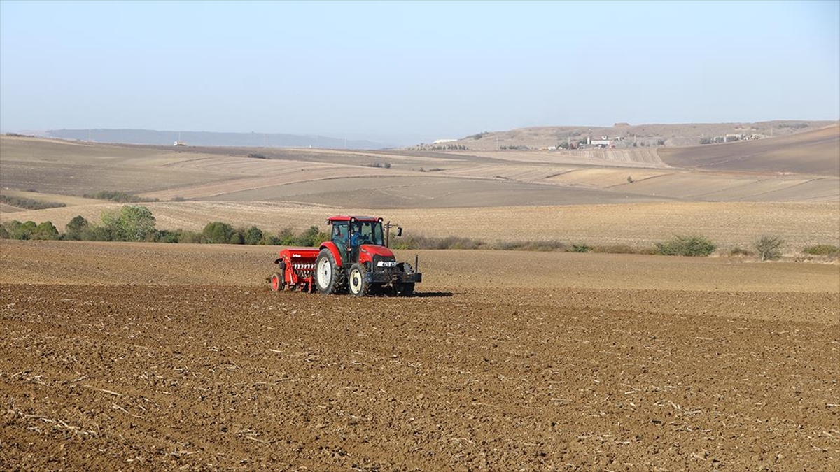 Tekirdağ'da çiftçiler, beklenen yağışların düşmesinin ardından tarlalarına buğday tohumlarını ekiyor.