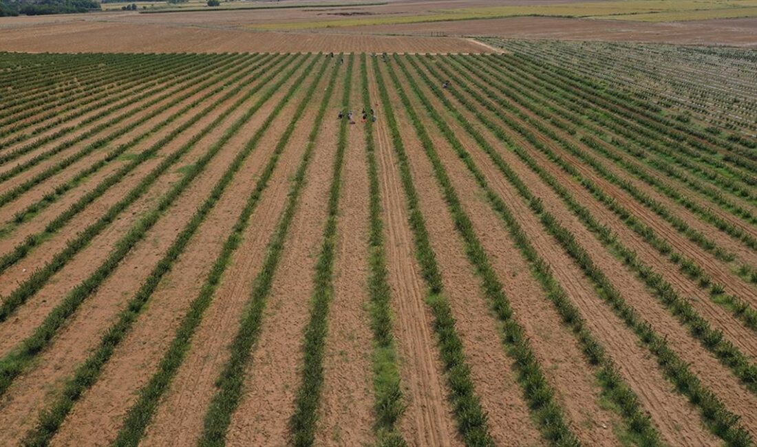 Bölgede aronya üretim alanı 3 yılda 400 dekardan 2 bin
