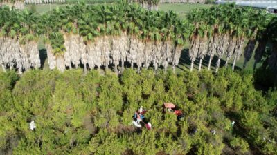 ANTALYA (AA) – HATİCE ÖZDEMİR TOSUN – Türkiye genelindeki nar