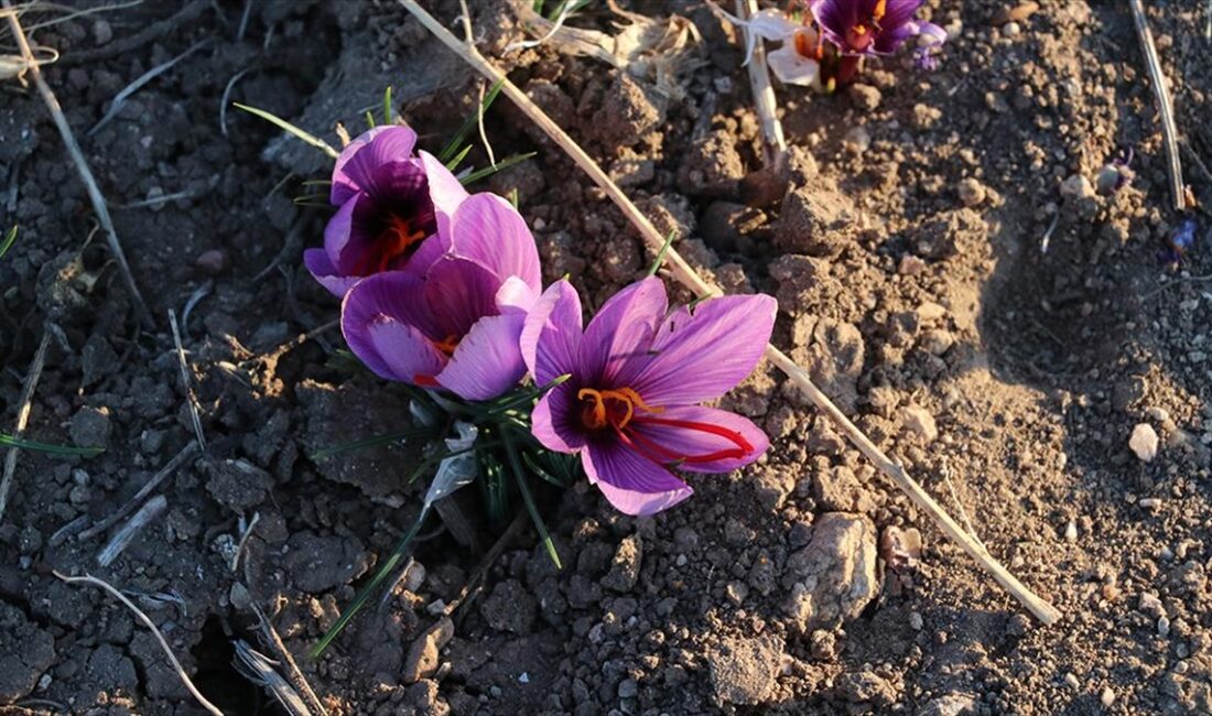 Yozgat'ta emekli banka müdürü, 5 dekar alanda deneme amaçlı ektiği