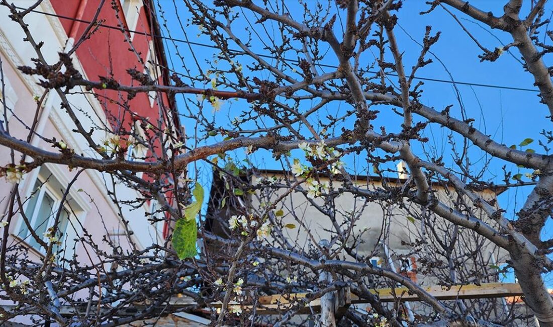 Amasya'nın Suluova ilçesinde hava sıcaklıkların mevsim normallerinin üzerinde seyretmesi sonucu