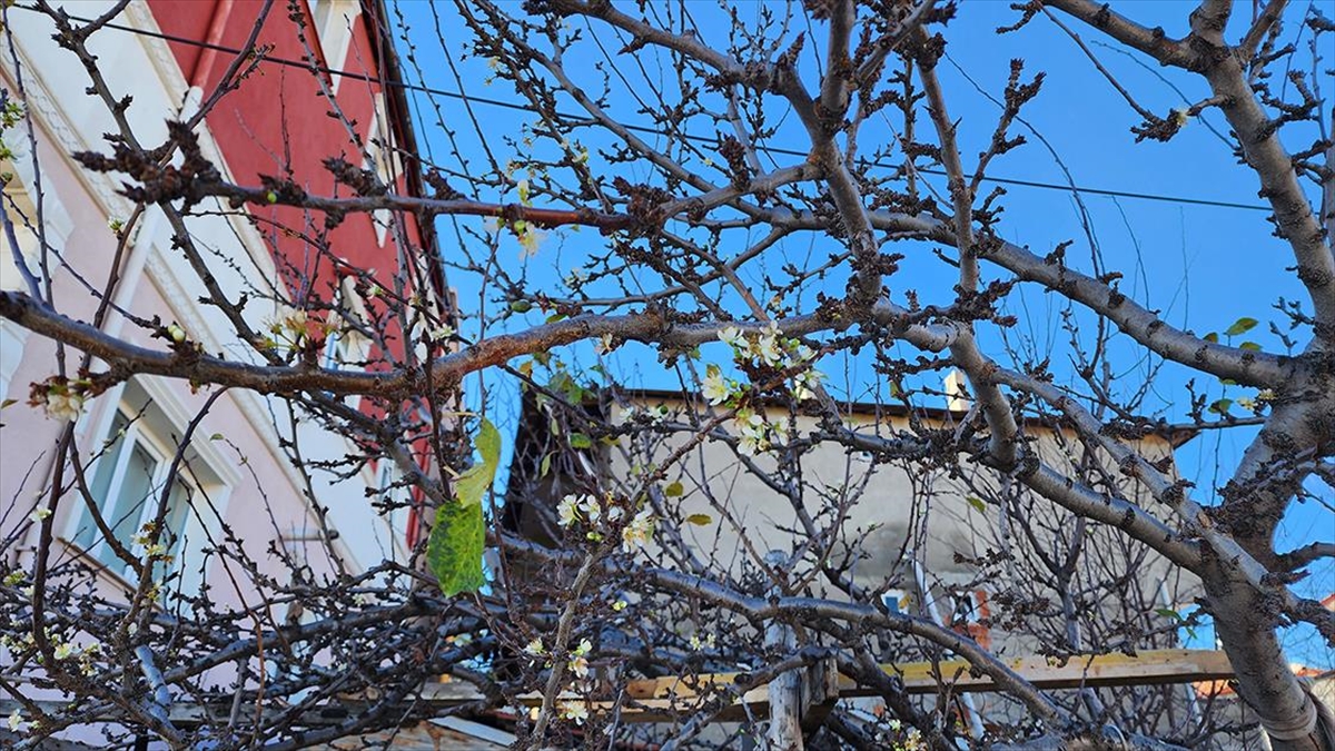 Amasya'nın Suluova ilçesinde hava sıcaklıkların mevsim normallerinin üzerinde seyretmesi sonucu