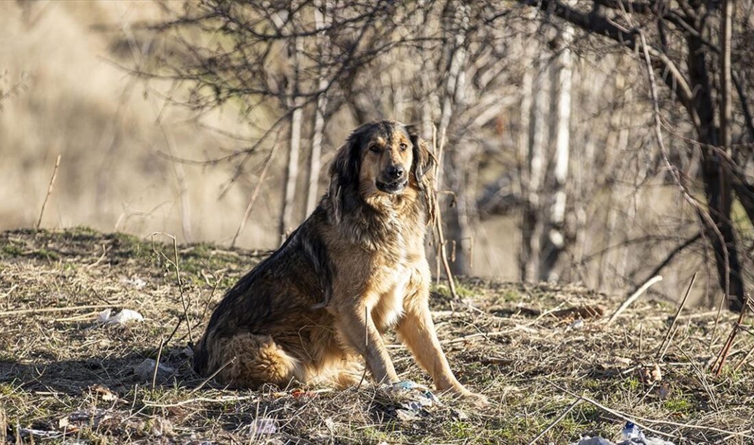 Ankara Valiliği, halk sağlığının ve insanların can güvenliğinin korunması amacıyla