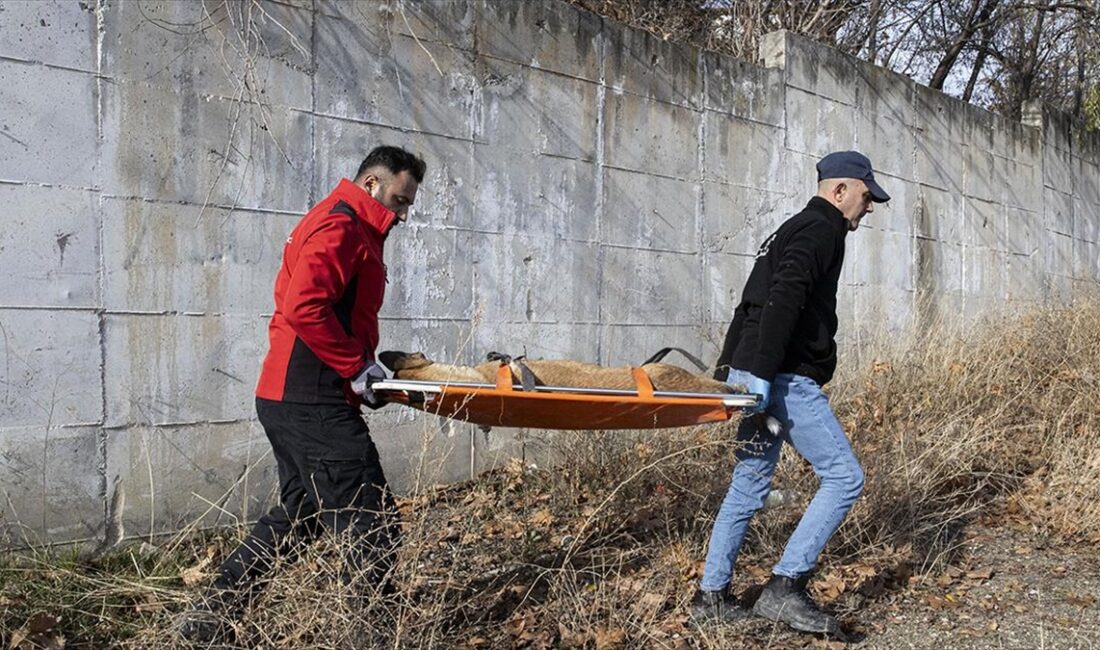 Başkentte okula giderken sahipsiz köpeğin saldırısında yaralanan ve öğretmenin sopayla