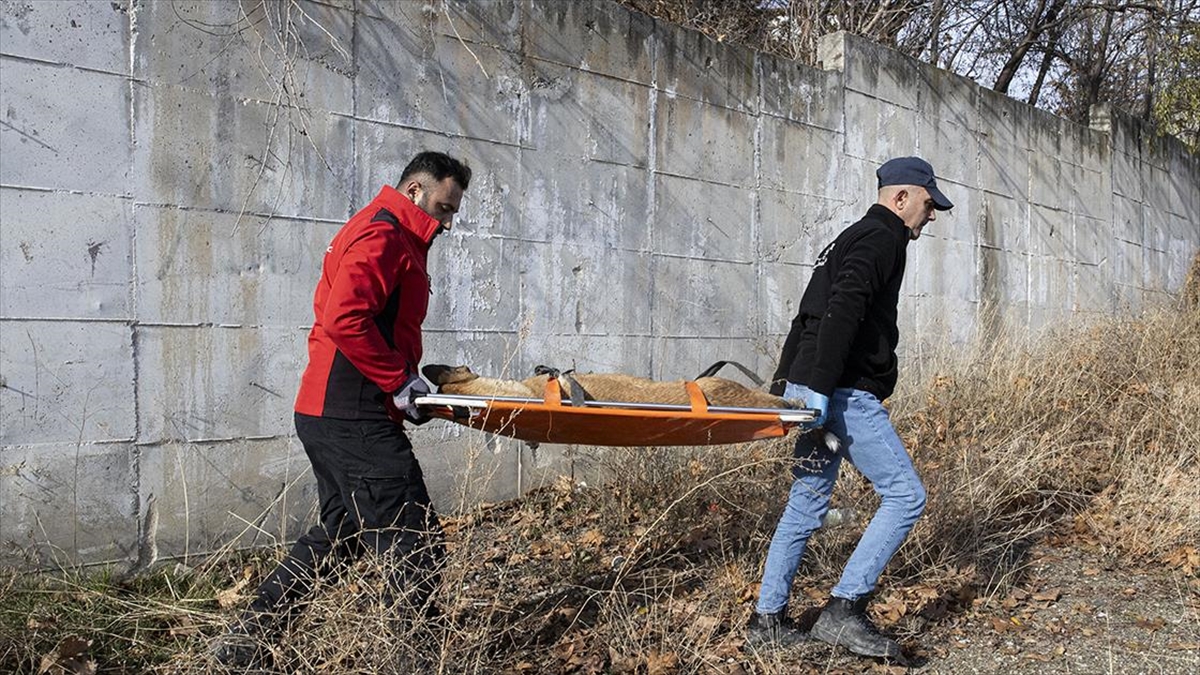 Başkentte okula giderken sahipsiz köpeğin saldırısında yaralanan ve öğretmenin sopayla