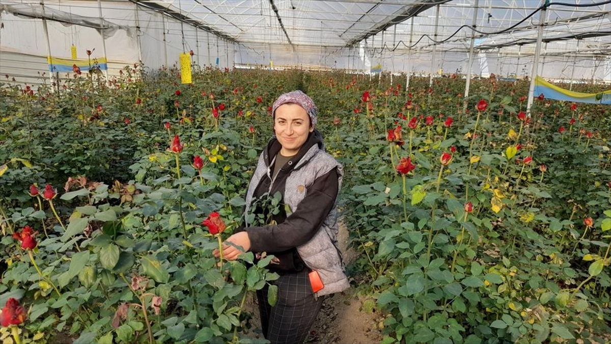 ANTALYA (AA) – Antalya'nın Elmalı ilçesinde seralarda alternatif ürün olarak