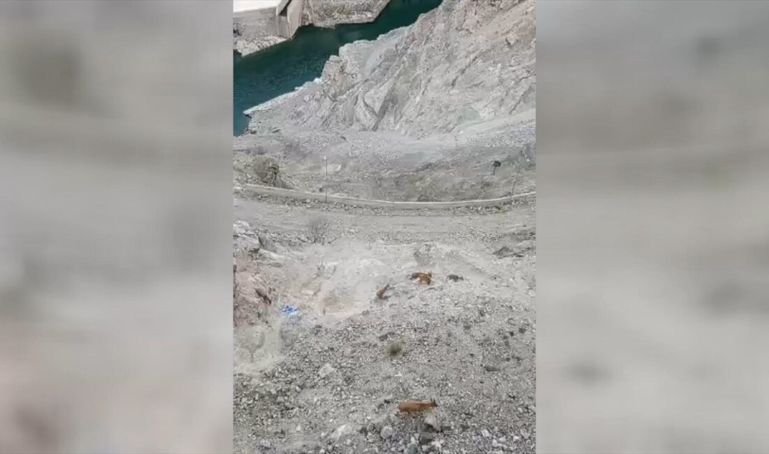 Artvin'de sürü halinde sarp kayalıklarda dolaşan yaban keçilerinin görüntüsü, cep
