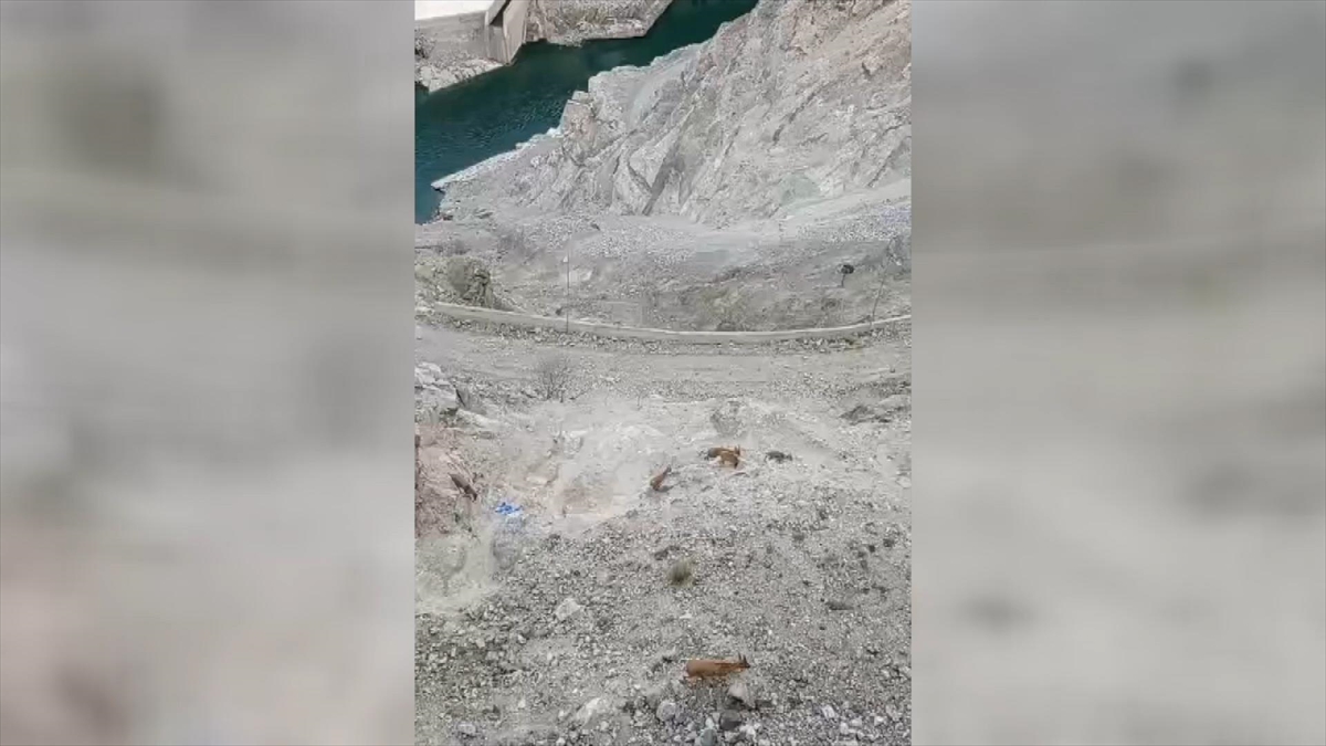 Artvin'de sürü halinde sarp kayalıklarda dolaşan yaban keçilerinin görüntüsü, cep