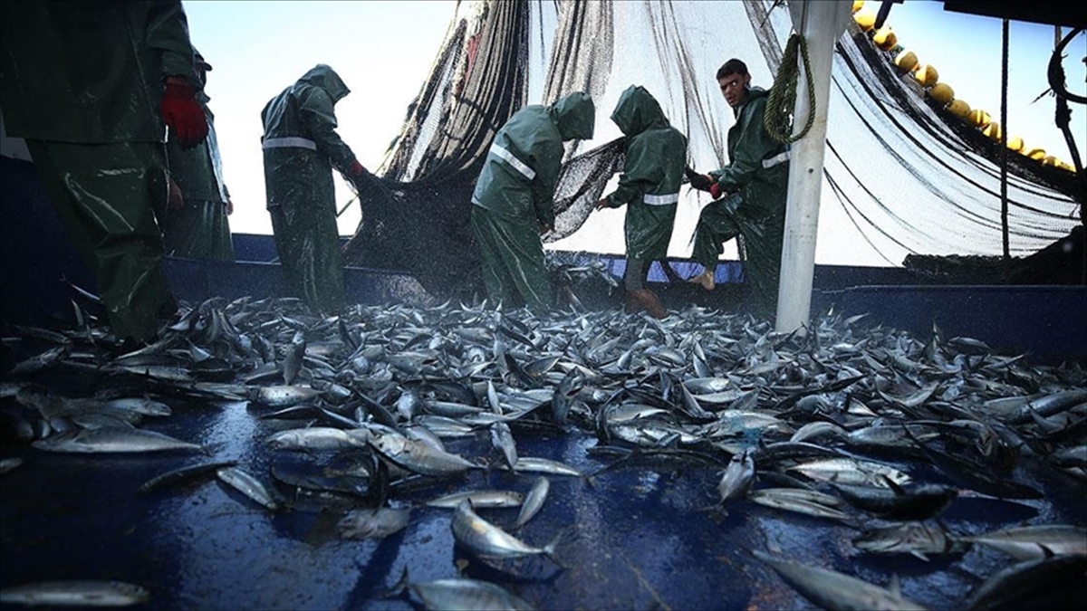 Birleşmiş Milletler (BM) Gıda ve Tarım Örgütüne (FAO) bağlı Akdeniz