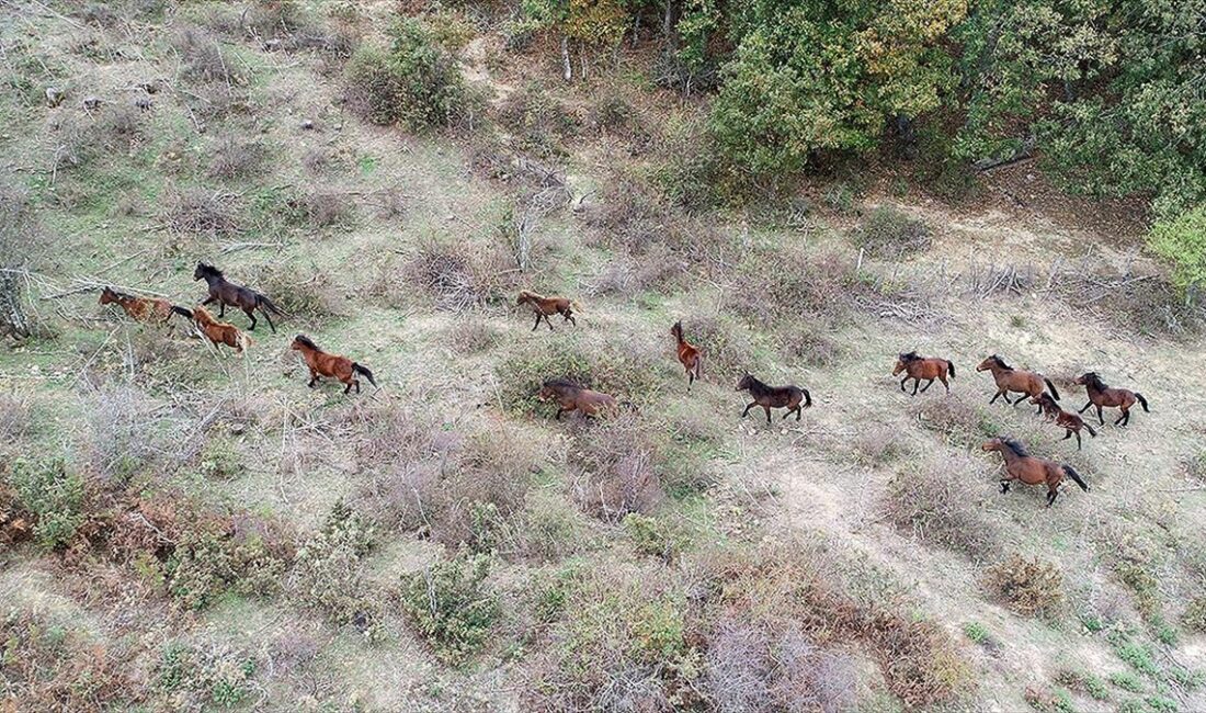 Doğada özgürlüğün simgesi yılkı atları, uzun yıllardır varlıklarını sürdürdükleri Çanakkale'nin