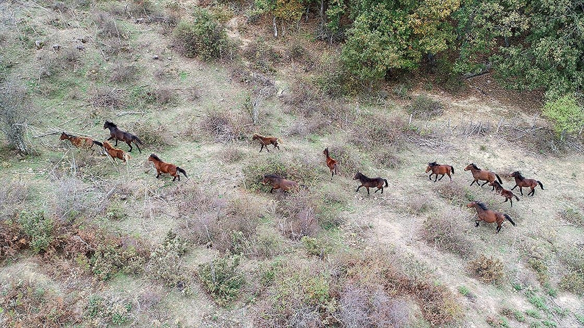 Doğada özgürlüğün simgesi yılkı atları, uzun yıllardır varlıklarını sürdürdükleri Çanakkale'nin
