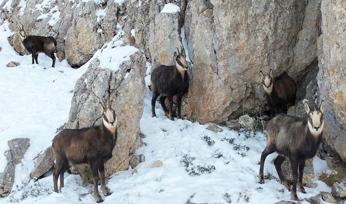 Erzincan'daki Munzur Dağı'nda sürü halinde karlı arazide yiyecek arayan dağ