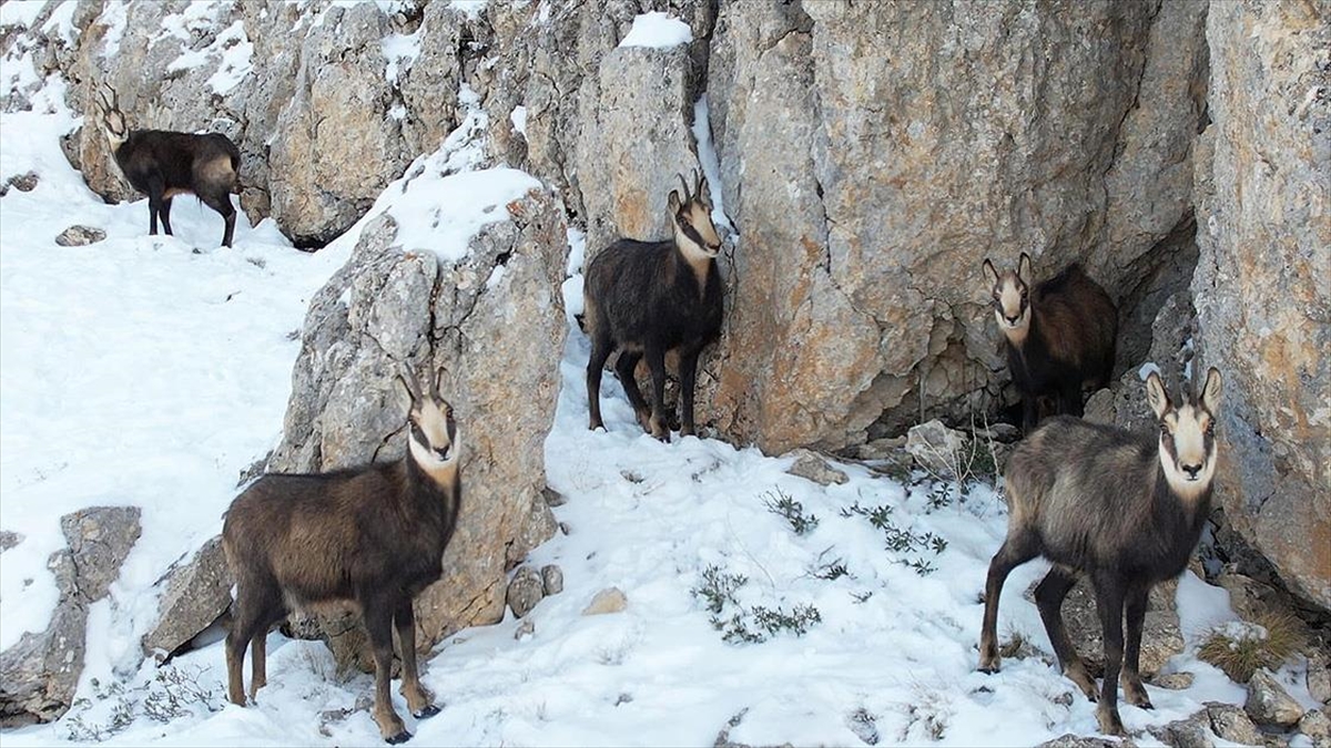 Erzincan'daki Munzur Dağı'nda sürü halinde karlı arazide yiyecek arayan dağ