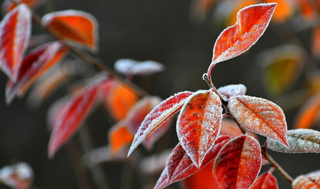 Erzurum, Ardahan, Kars, Ağrı ve Tunceli'de soğuk hava etkisini devam