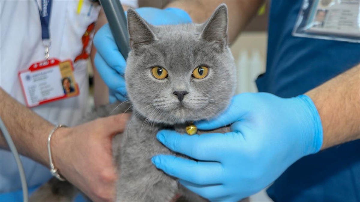 Erzurum'da 4. kattan düşmesi sonucu yürüme yetisini kaybeden "Dino" isimli