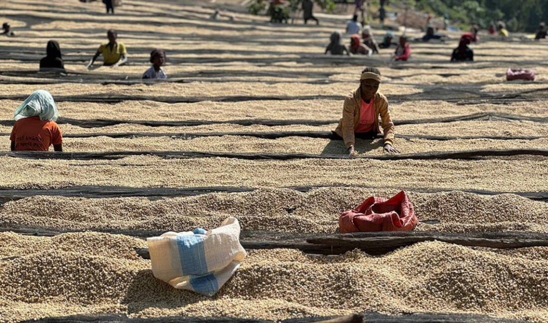 Kahvenin ana vatanı olarak bilinen Doğu Afrika ülkesi Etiyopya'da "Yergaceffee"