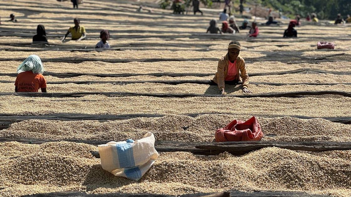 Kahvenin ana vatanı olarak bilinen Doğu Afrika ülkesi Etiyopya'da "Yergaceffee"